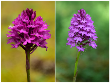 Orchideák a Noszlopy Gimnáziumban